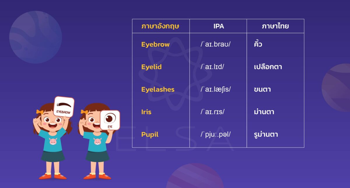 คำศัพท์เกี่ยวกับ ร่างกายภาษาอังกฤษ พร้อมการถอดเสียงที่สมบูรณ์ที่สุด