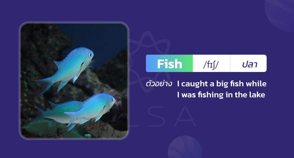 คำศัพท์เกี่ยวกับชื่อปลาแต่ละประเภท