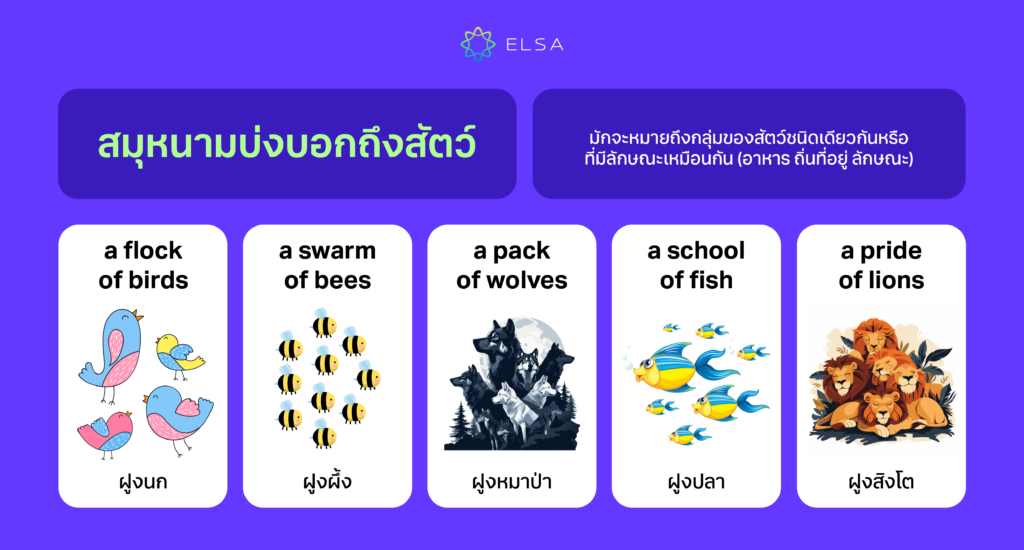 Collective Noun บ่งบอกถึงสัตว์