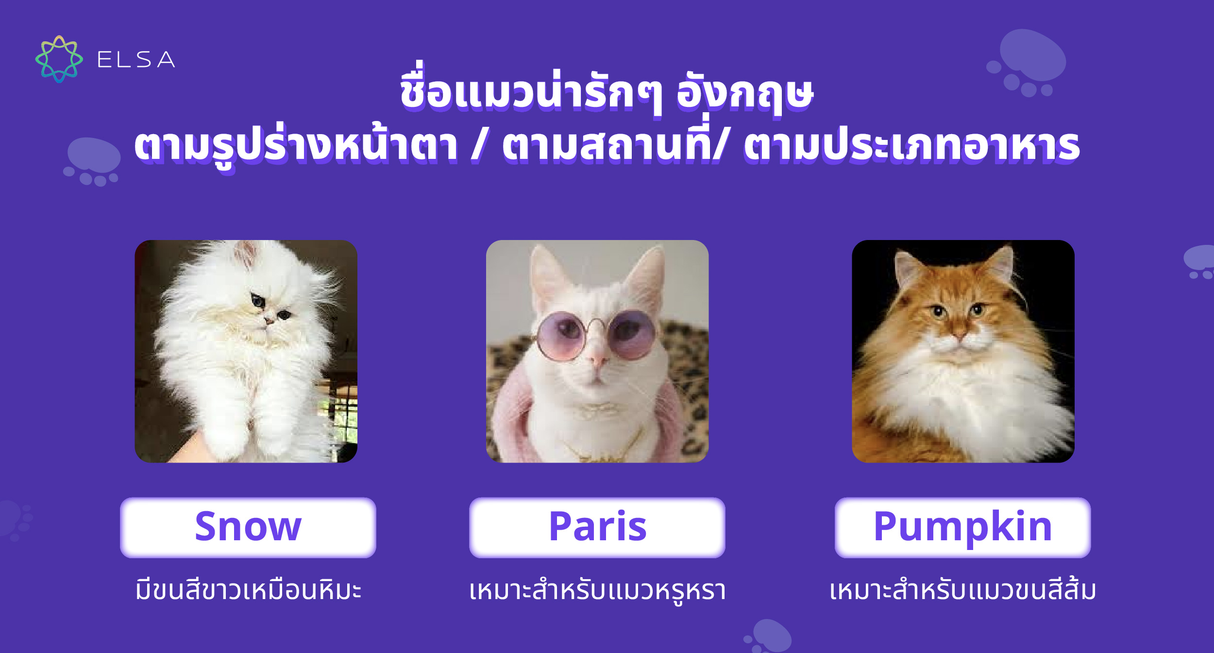 ชื่อแมวน่ารักๆ อังกฤษ ตามรูปร่างหน้าตา ชื่อแมวน่ารักๆ อังกฤษ ตามรูปร่างหน้าตา