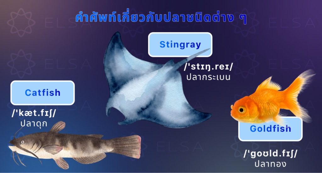 คำศัพท์เกี่ยวกับปลาชนิดต่าง ๆ