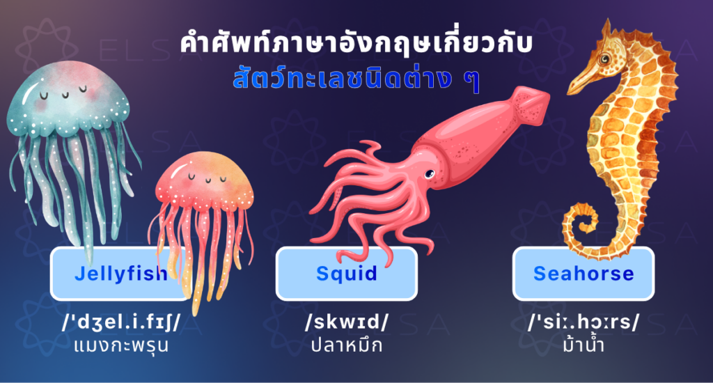 คำศัพท์ภาษาอังกฤษเกี่ยวกับสัตว์ทะเลชนิดต่าง ๆ