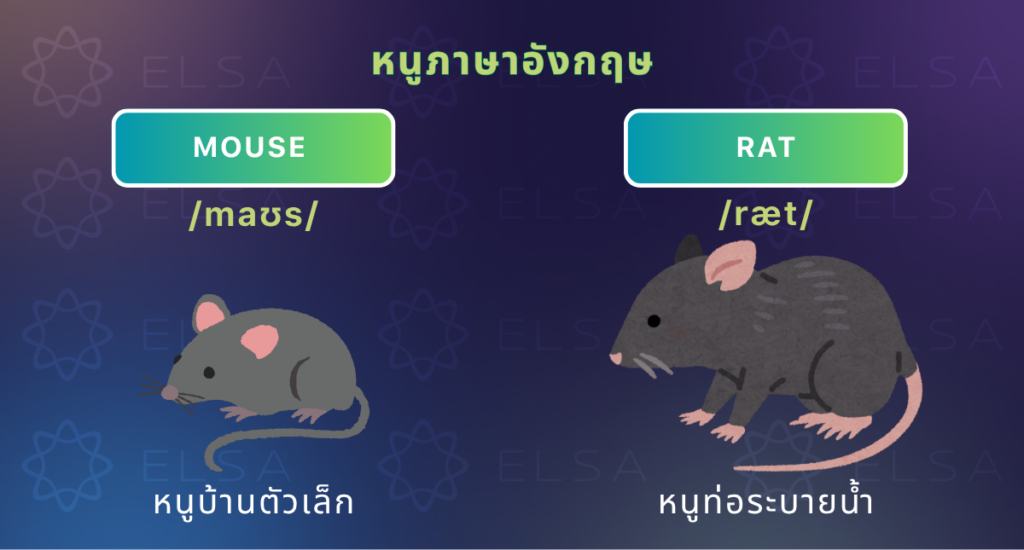 หนูในภาษาอังกฤษเรียกว่า mouse หรือ rat