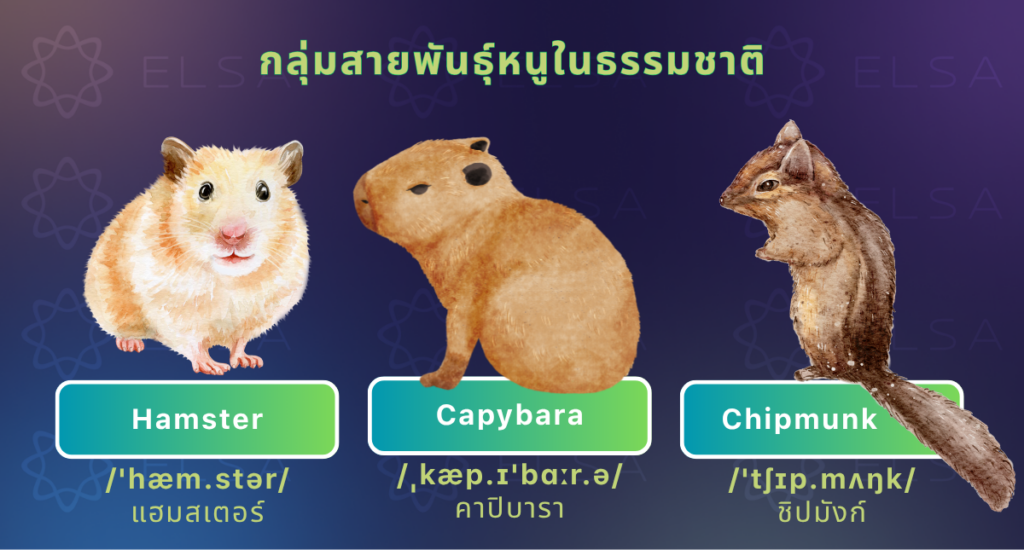 คำศัพท์ภาษาอังกฤษเกี่ยวกับหนูชนิดต่าง ๆ ที่พบได้ทั่วไปในธรรมชาติ